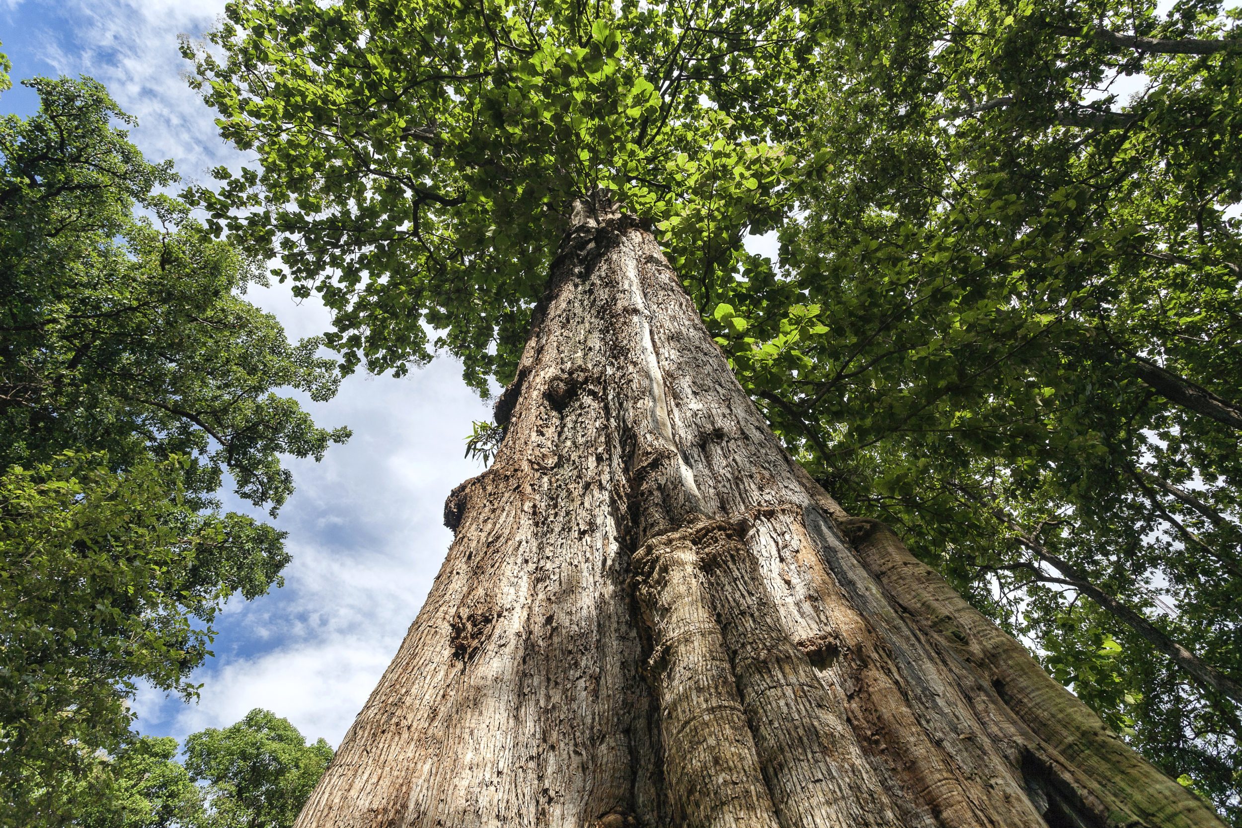 Burmese Teak Vs Plantation Teak