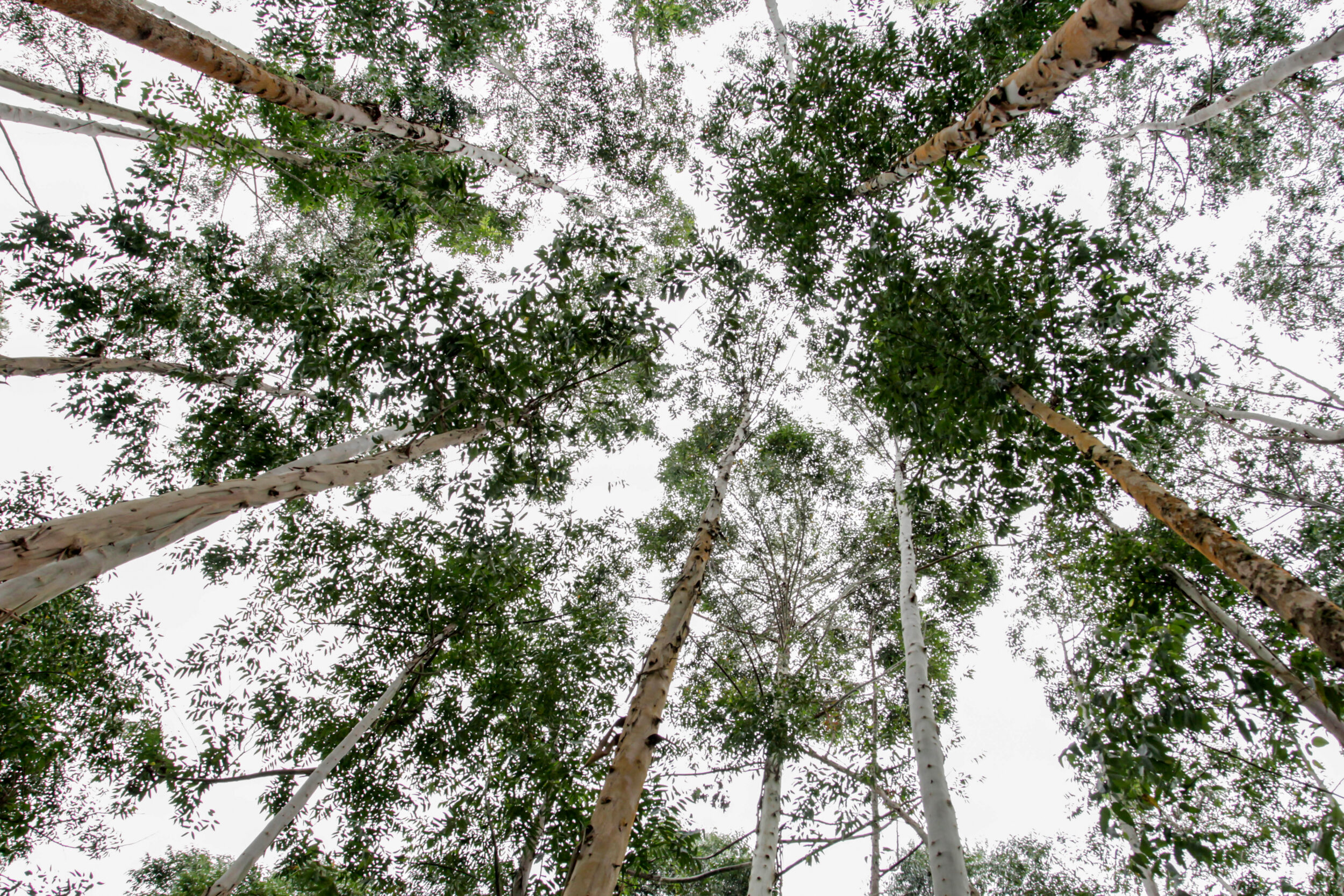 Trees in Brazilian forest